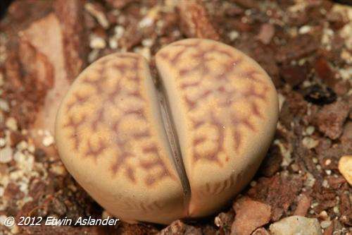 lithops karasmontana eberlanzii