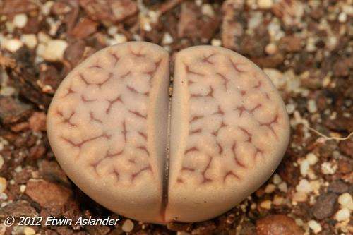 lithops