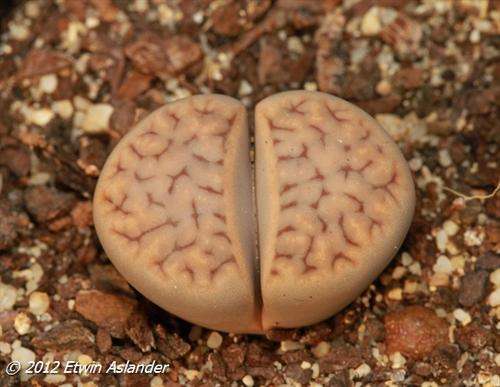 lithops karasmontana eberlanzii