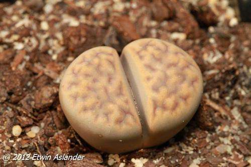 lithops karasmontana eberlanzii