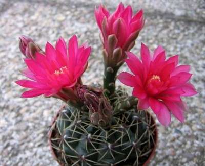 Gymnocalicium baldianum (plants)