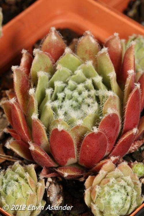 sempervivum red form