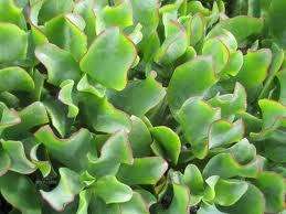 crassula arborescens undulatifolia