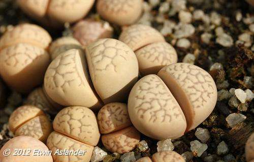 Lithops marmorata var. elisae (plants not seeds)