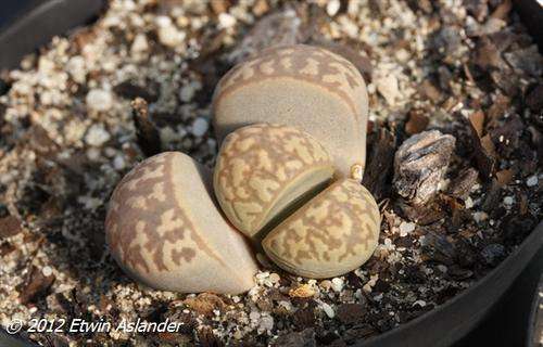 lithops marmorata var. elisae
