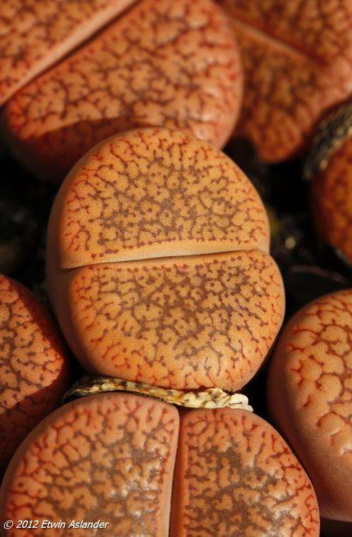 Lithops aucampiae var. koelemanii C.016 (plants not seeds)