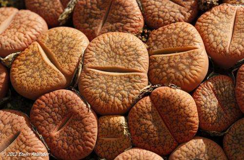lithops aucampiae var. koelemanii