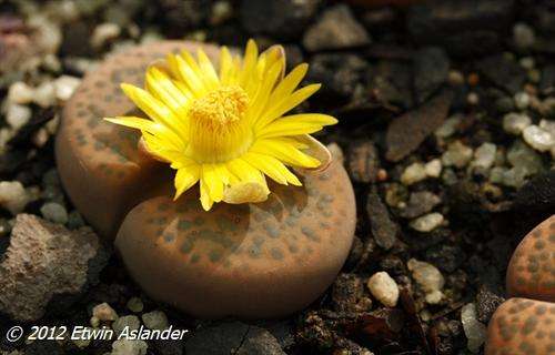 lithops fulviceps C.266