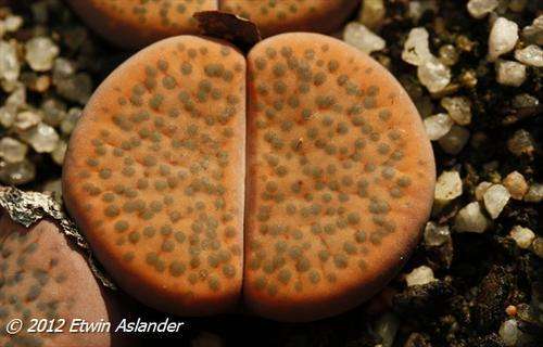 lithops fulviceps C.266