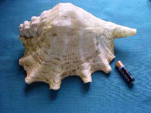 Large Shell