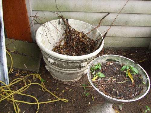 Pots (No Delivery) R50 for 3