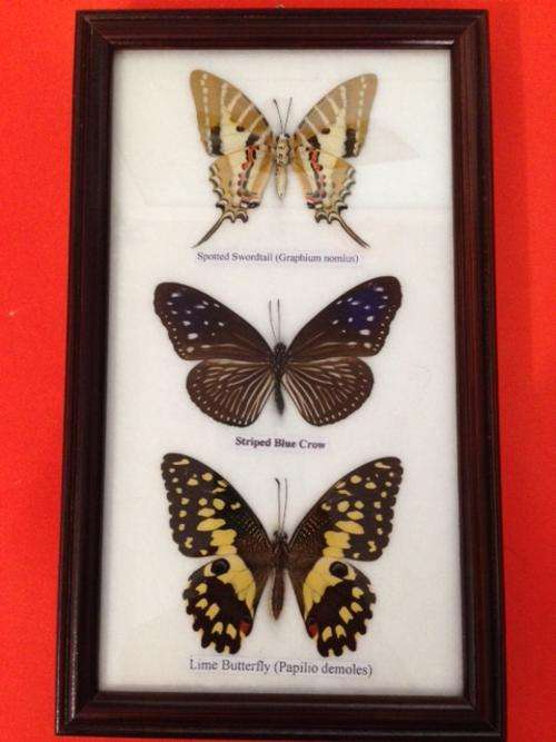 Butterfly Wall Hanging