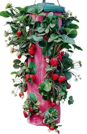 TOPSY TURVY PLANTER
