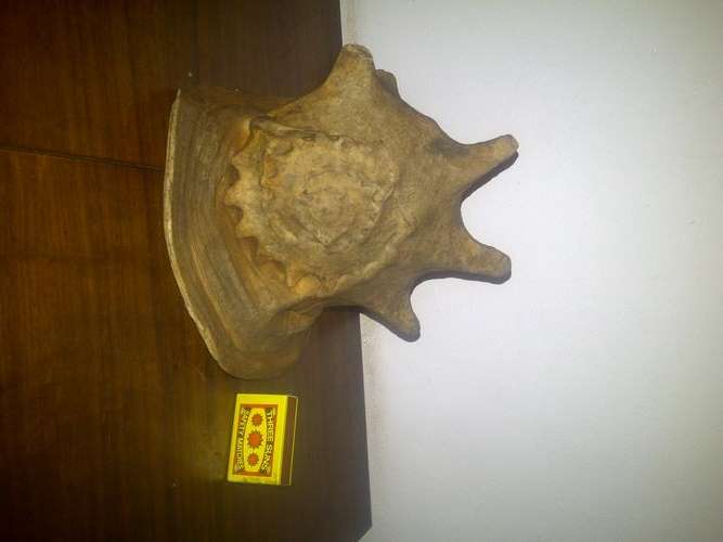 Huge Sea Shell nr5