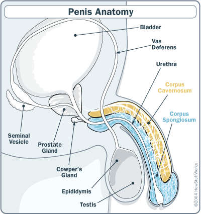 Need a Bigger Penis?