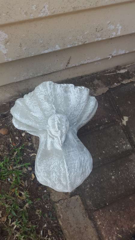 Fantail pidgeon