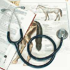 3M Littmann Master Classic II Veterinary Stethoscope FREE ENGRAVING