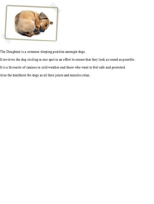 Large Hammock Style Raised Dog Beds