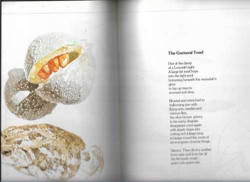 FOXTAILS- POEMS BY TED TOWNSEND- ILLUSTRATIONS BY LEIGH VOIGT