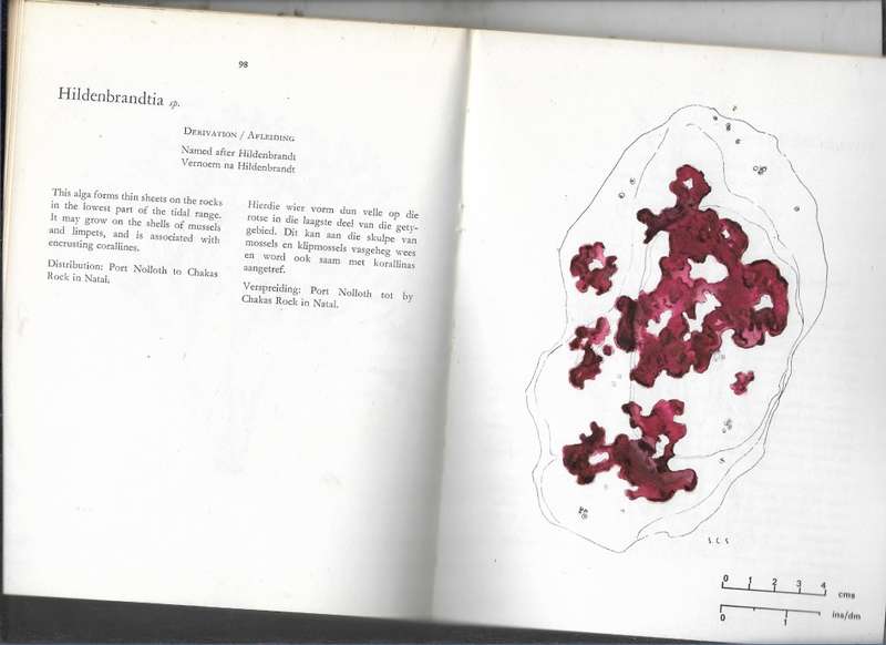 THE SEAWEEDS OF THE TSITSIKAMA COASTAL NATIONAL PARK- DR S C SEAGRIEF