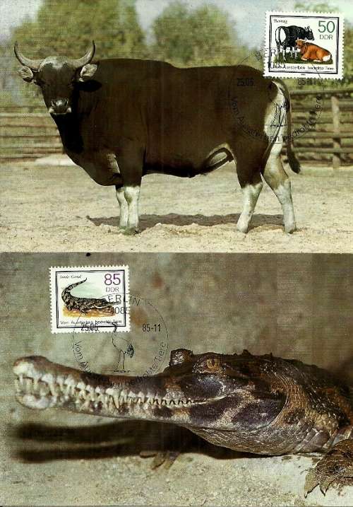 East Germany - 1985 Endangered Species Complete Set of 5 Maximum Cards