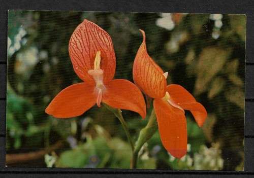 Red Disa: Pride of Table Mountain - South Africa Postcard