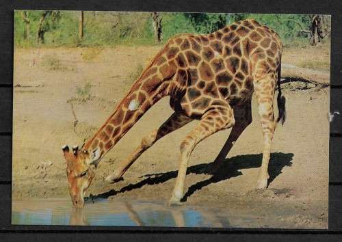 Bushveld Tavern, Kruger National Park - South Africa Postcard
