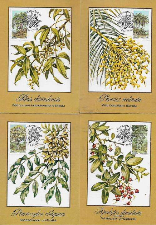 Ciskei - 1984 Indigenous Trees (2nd Series) Full Set of 4 Maxi Cards