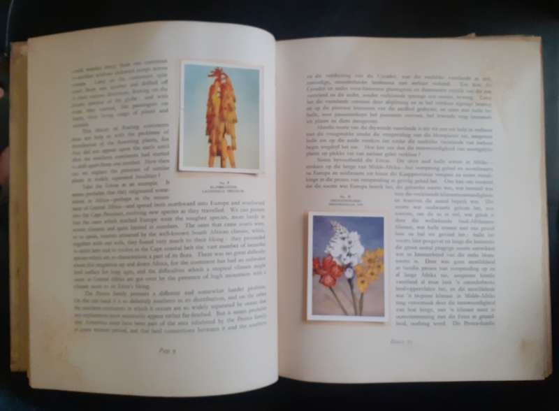 Our South African Flora Cigarette Cards Album - Complete