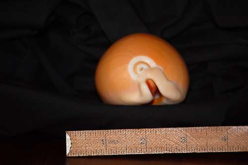 Golden Cowrie Shell Largest of Cowrie family