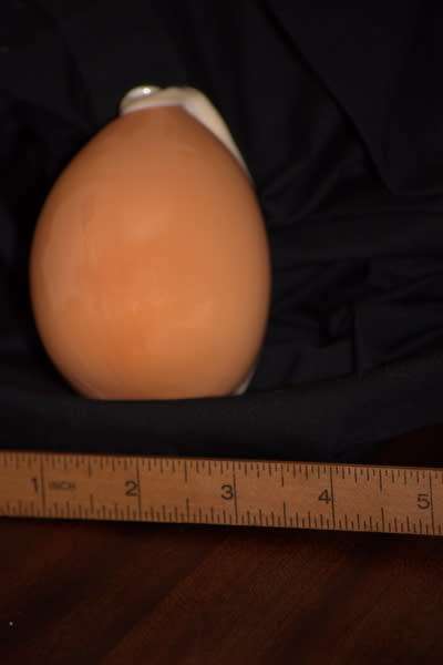 Golden Cowrie Shell Largest of Cowrie family