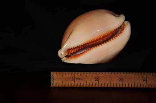 Golden Cowrie Shell Largest of Cowrie family