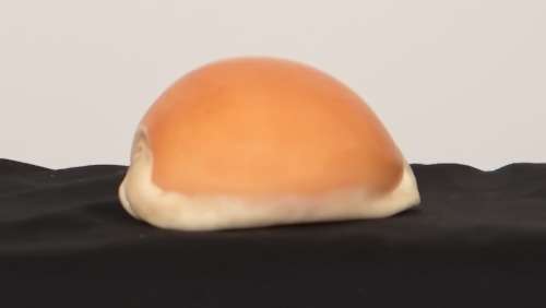 Golden Cowrie Shell Largest of Cowrie family