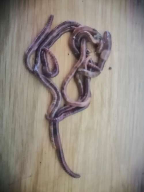 Red Wigglers- Recycle your food waste, and make your own organic compost! (200g)