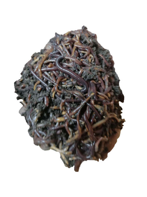 Red Wigglers- Recycle your food waste, and make your own organic compost! (200g)