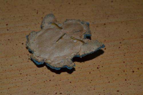 SAAF Officers Gold Bullion cap Badge Staff Officers. Rare.