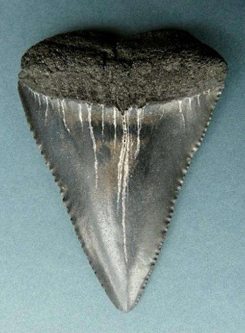 FOSSILIZED GREAT WHITE SHARK TOOTH  WITH SERATION