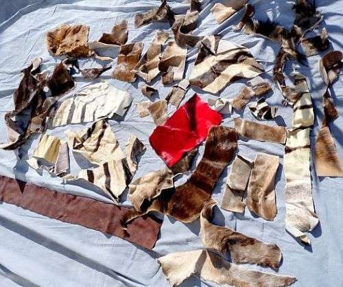 GENUINE ZEBRA,WILDEBEEST, SPINGBOK ETC.// PIECES FOR ARTWORK OR CREATION OF SML ITEMS
