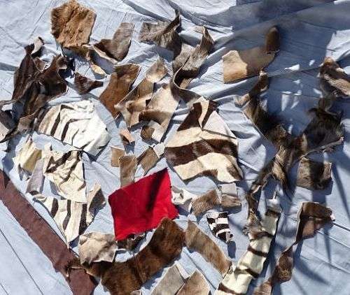 GENUINE ZEBRA,WILDEBEEST, SPINGBOK ETC.// PIECES FOR ARTWORK OR CREATION OF SML ITEMS
