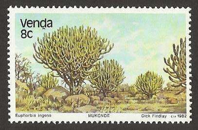 1982 VENDA TREES