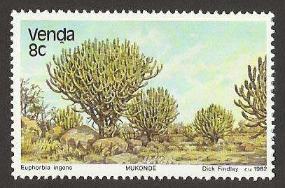 1982 VENDA TREES