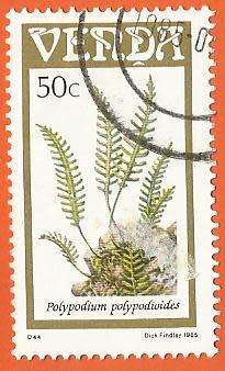 1985 VENDA PLANT