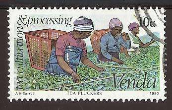 1980 VENDA TEA CULTIVATION