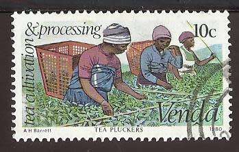 1980 VENDA TEA CULTIVATION