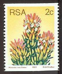 1977 SOUTH AFRICA FLORA, PROTEA PLANTS
