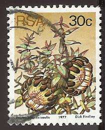 1977 SOUTH AFRICA FLORA, PROTEA PLANTS