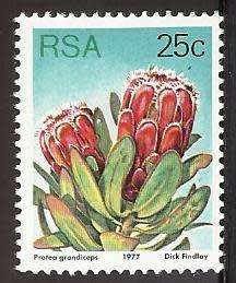 1977 SOUTH AFRICA FLORA, PROTEA PLANTS