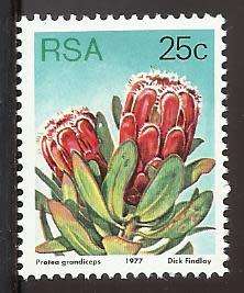 1977 SOUTH AFRICA FLORA, PROTEA PLANTS