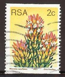 1977 SOUTH AFRICA FLORA, PROTEA PLANTS