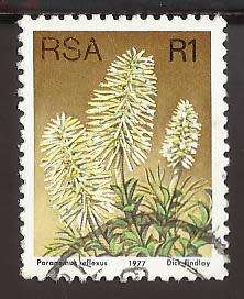 1977 SOUTH AFRICA FLORA, PROTEA PLANTS